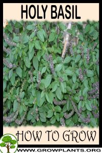How to grow Holy basil