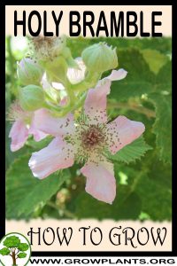 How to grow Holy bramble