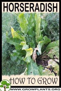 How to grow Horseradish