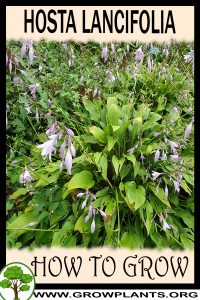 How to grow Hosta lancifolia