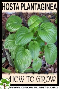 How to grow Hosta plantaginea