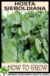 How to grow Hosta sieboldiana