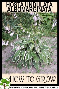 How to grow Hosta undulata albomarginata
