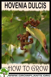 How to grow Hovenia dulcis