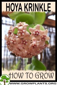 How to grow Hoya Krinkle