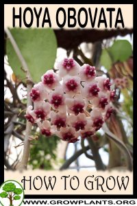 How to grow Hoya Obovata