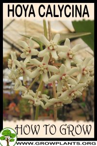 How to grow Hoya calycina