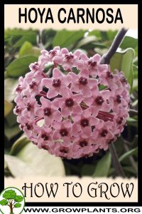 How to grow Hoya carnosa
