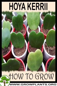 How to grow Hoya kerrii