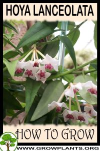 How to grow Hoya lanceolata