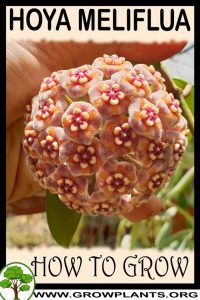 How to grow Hoya meliflua
