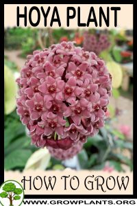 How to grow Hoya plant