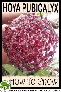How to grow Hoya pubicalyx