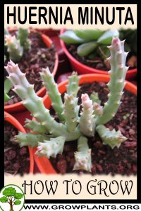 How to grow Huernia minuta