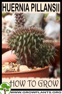 How to grow Huernia pillansii