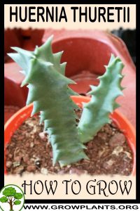 How to grow Huernia thuretii