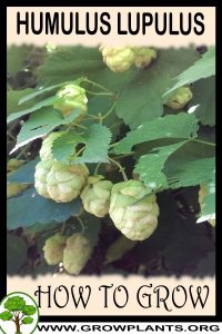 How to grow Humulus lupulus