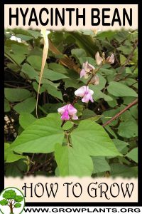 How to grow Hyacinth bean