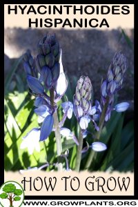 How to grow Hyacinthoides hispanica