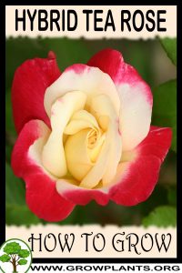 How to grow Hybrid tea rose