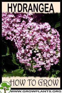 How to grow Hydrangea