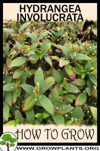 How to grow Hydrangea involucrata