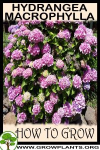 How to grow Hydrangea macrophylla