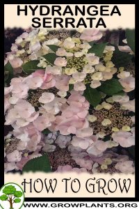 How to grow Hydrangea serrata