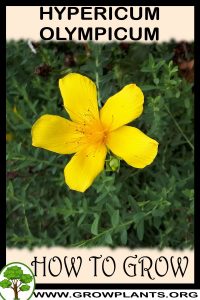 How to grow Hypericum olympicum