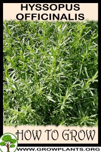 How to grow Hyssopus officinalis