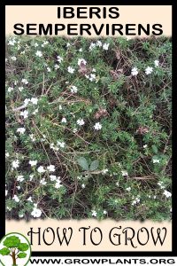How to grow Iberis sempervirens