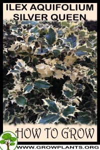 How to grow Ilex aquifolium Silver queen
