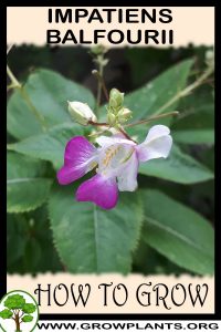 How to grow Impatiens balfourii