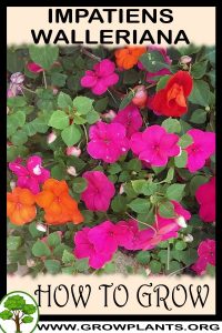 How to grow Impatiens walleriana