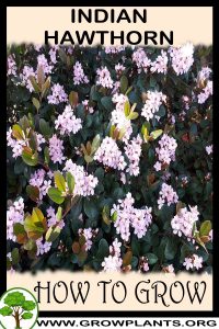 How to grow Indian hawthorn