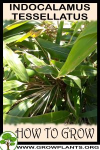 How to grow Indocalamus tessellatus