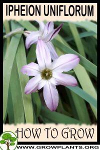 How to grow Ipheion uniflorum