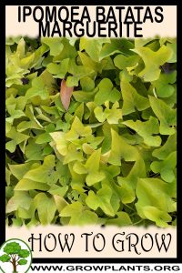How to grow Ipomoea batatas Marguerite