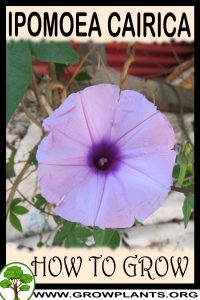 How to grow Ipomoea cairica