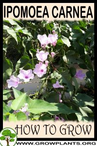 How to grow Ipomoea carnea