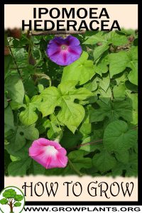 How to grow Ipomoea hederacea