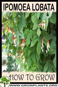 How to grow Ipomoea lobata