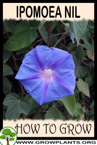 How to grow Ipomoea nil