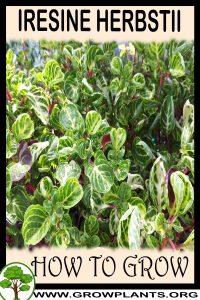 How to grow Iresine herbstii