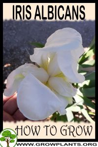 How to grow Iris albicans