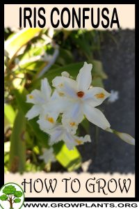 How to grow Iris confusa