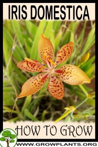 How to grow Iris domestica