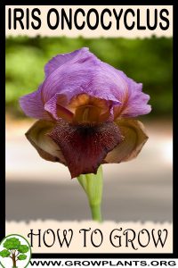 How to grow Iris oncocyclus