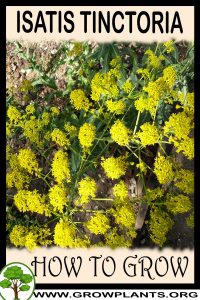 How to grow Isatis tinctoria