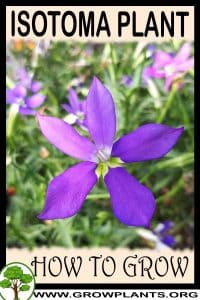 How to grow Isotoma plant